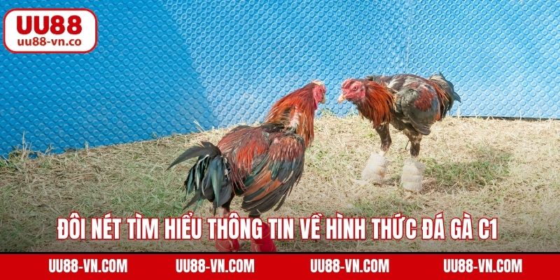 Đá Gà C1 UU88 – Đỉnh Cao Giải Trí Với Tỷ Lệ Kèo Hấp Dẫn 2 Đôi nét tìm hiểu thông tin về hình thức đá gà C1