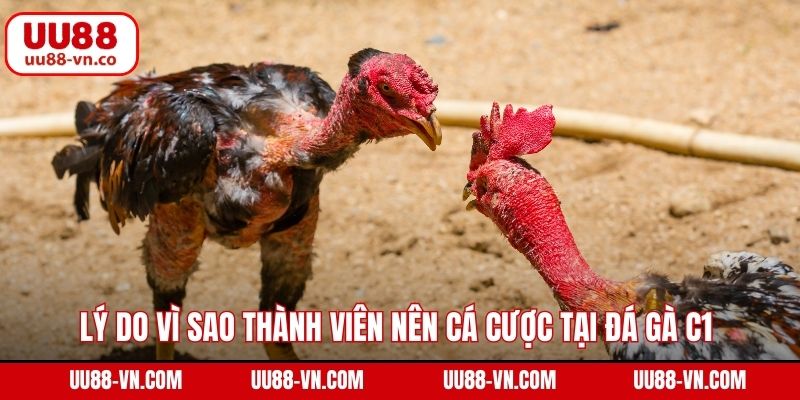 Đá Gà C1 UU88 – Đỉnh Cao Giải Trí Với Tỷ Lệ Kèo Hấp Dẫn 3 Lý do vì sao thành viên nên cá cược tại đá gà C1