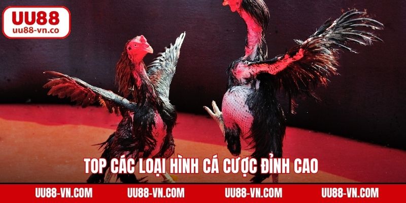 Đá Gà C1 UU88 – Đỉnh Cao Giải Trí Với Tỷ Lệ Kèo Hấp Dẫn 4 Top các loại hình cá cược đỉnh cao đang được ưa chuộng nhất