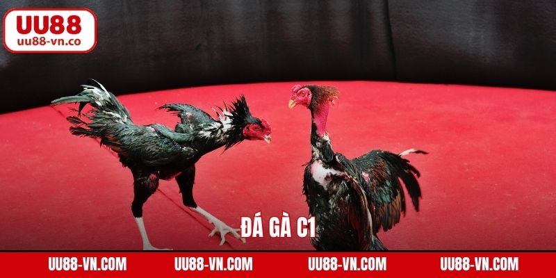 Đá Gà C1 UU88 – Đỉnh Cao Giải Trí Với Tỷ Lệ Kèo Hấp Dẫn 1 Đá Gà C1