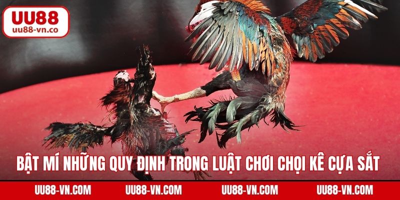 Đá Gà Cựa Sắt – Đem Đến Những Trận Đấu Gay Cấn Tại UU88 3 Bật mí những quy định trong luật chơi chọi kê cựa sắt tại UU88