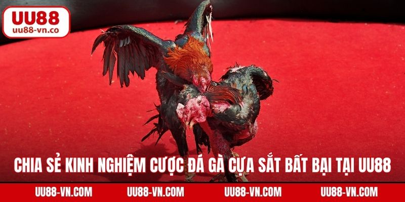 Đá Gà Cựa Sắt – Đem Đến Những Trận Đấu Gay Cấn Tại UU88 4 Chia sẻ kinh nghiệm cược đá gà cựa sắt bất bại tại UU88