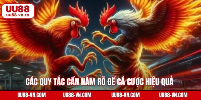Digmaan Đá Gà - Trải Nghiệm Chọi Kê Đẳng Cấp Quốc Tế Tại UU88 4 Các quy tắc cần nắm rõ để cá cược hiệu quả tại Digmaan