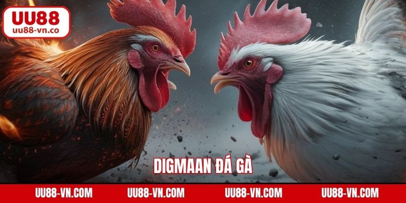 Digmaan Đá Gà - Trải Nghiệm Chọi Kê Đẳng Cấp Quốc Tế Tại UU88 1 Digmaan Đá Gà