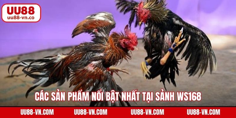 WS168 Đá Gà - Trải Nghiệm Trường Kê Hàng Đầu Tại UU88 4 Các sản phẩm nổi bật nhất tại sảnh WS168