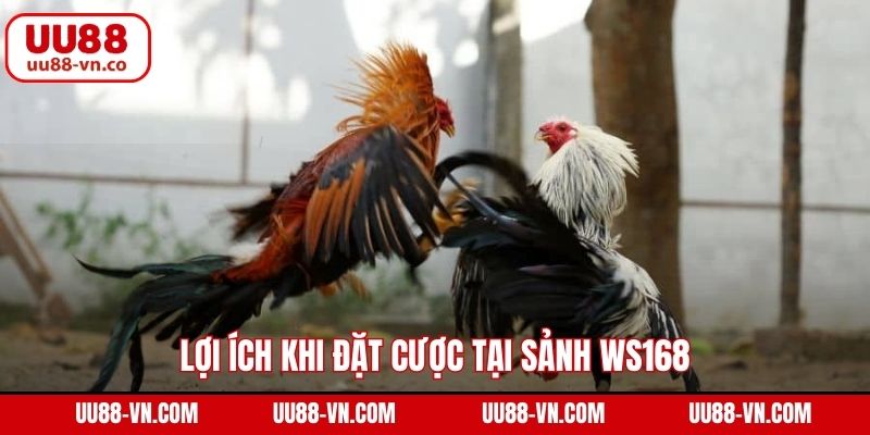 WS168 Đá Gà - Trải Nghiệm Trường Kê Hàng Đầu Tại UU88 3 Lợi ích khi đặt cược tại sảnh WS168