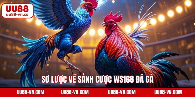 WS168 Đá Gà - Trải Nghiệm Trường Kê Hàng Đầu Tại UU88 2 Sơ lược về sảnh cược WS168 đá gà