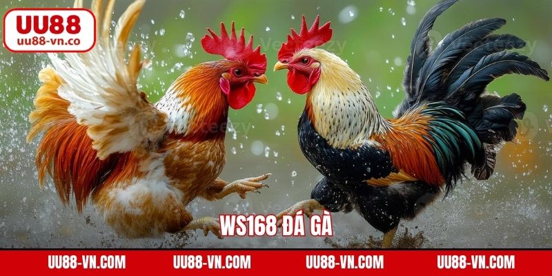 WS168 Đá Gà - Trải Nghiệm Trường Kê Hàng Đầu Tại UU88 1 WS168 Đá Gà